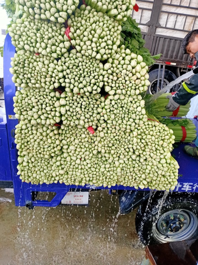 美国文图拉芹菜55cm以上，青脆型，黄白型，西芹，芹菜