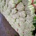 美国文图拉芹菜55cm以上，青脆型，黄白型，西芹，芹菜