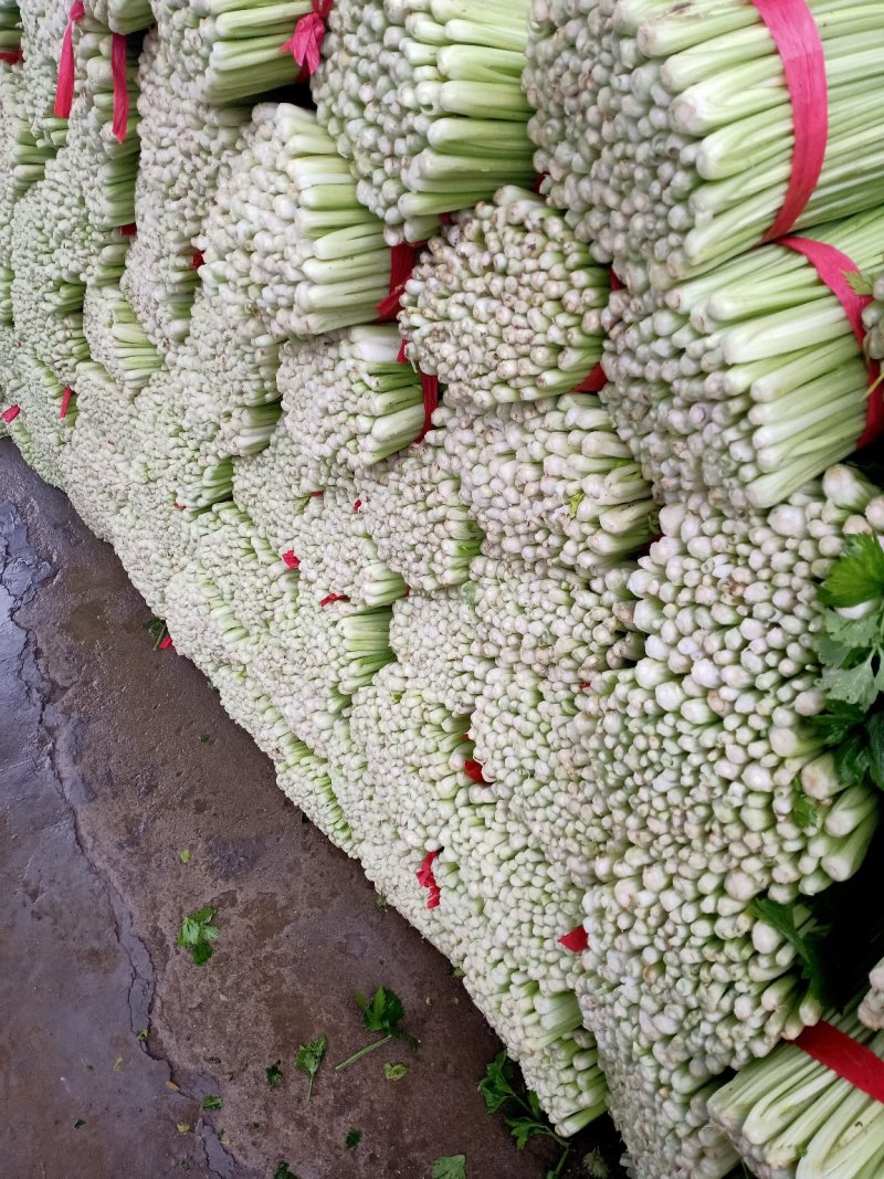 美国文图拉芹菜55cm以上，青脆型，黄白型，西芹，芹菜