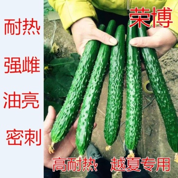 越夏秋延迟专用荣博黄瓜种子直播就是油亮的短把密刺
