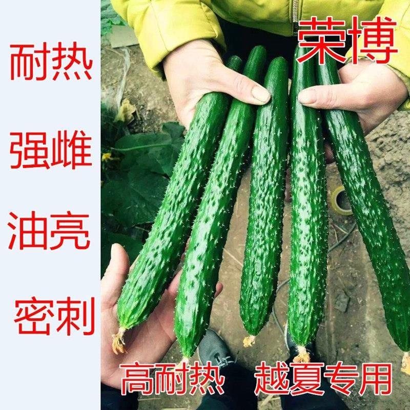 越夏秋延迟专用荣博黄瓜种子直播就是油亮的短把密刺