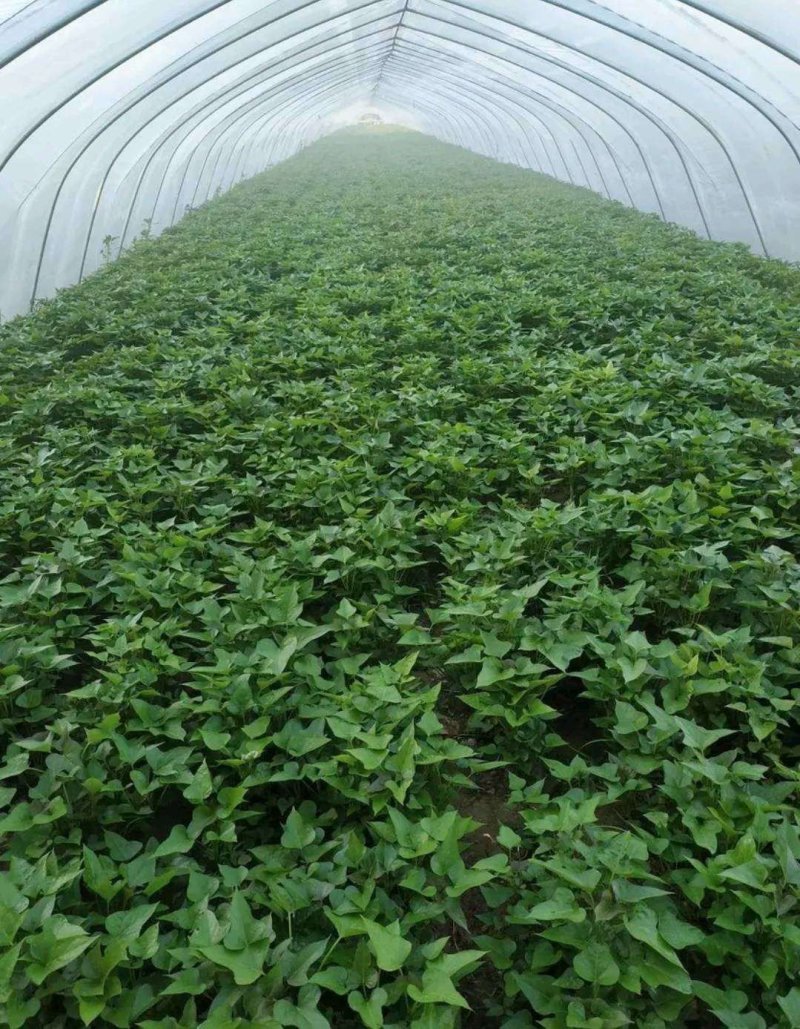 西瓜红。商薯19。龙薯9号