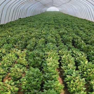 西瓜红。商薯19。龙薯9号