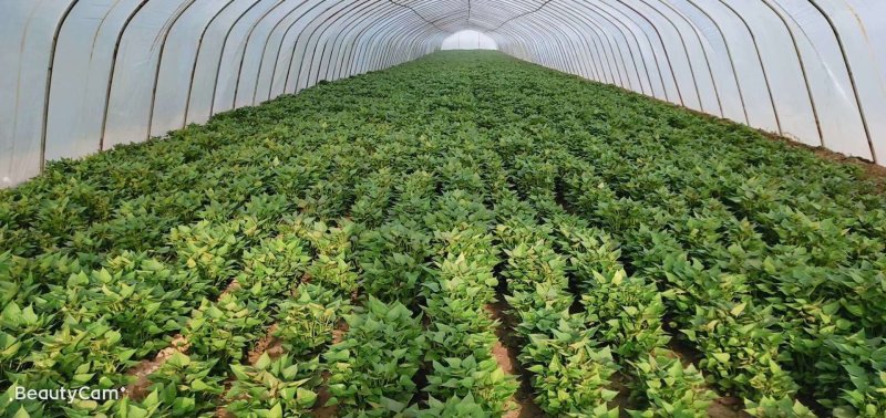 西瓜红。商薯19。龙薯9号