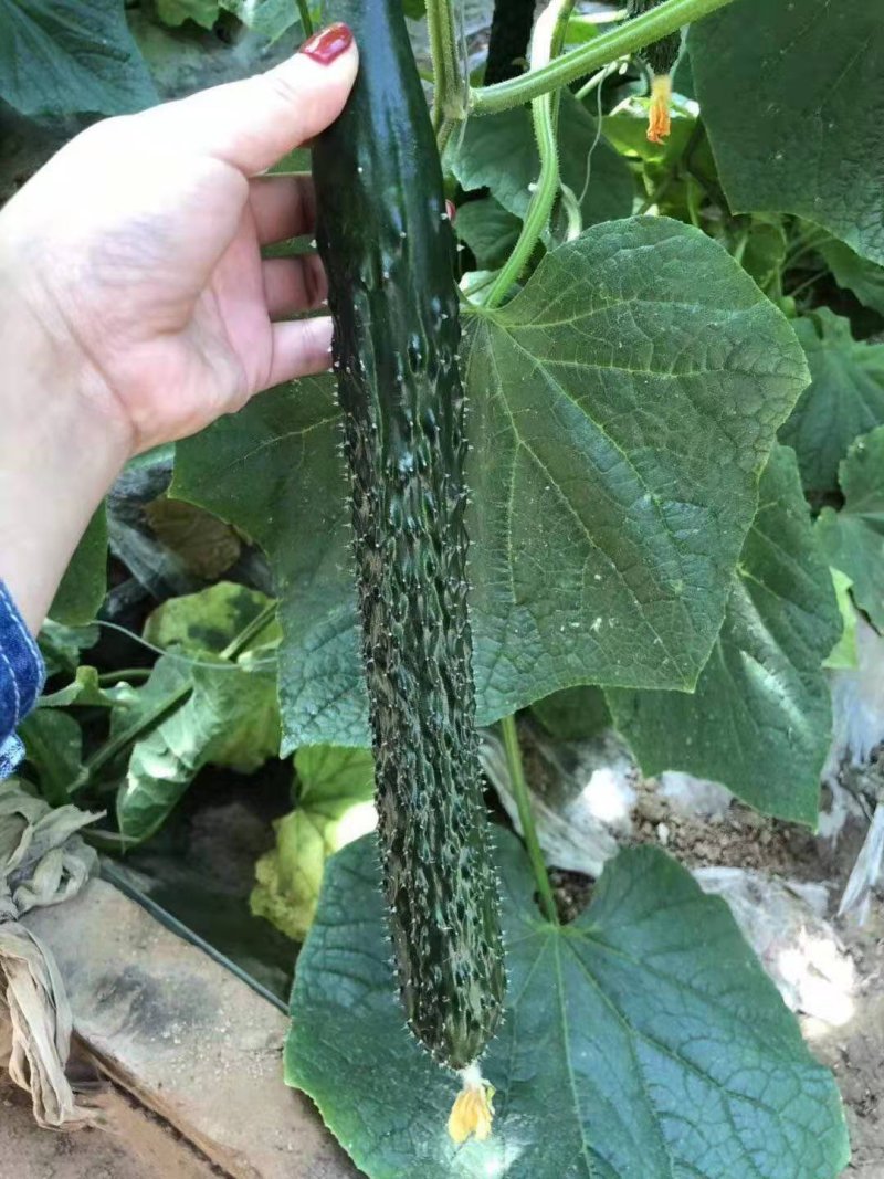 越夏秋延迟专用荣博黄瓜种子直播就是油亮的短把密刺
