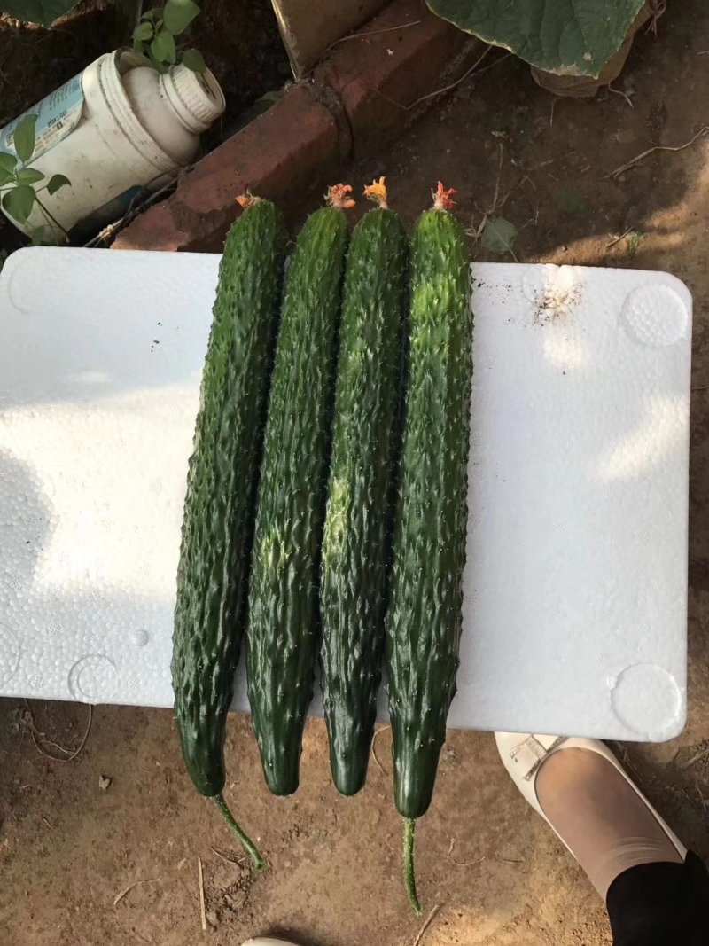 越夏秋延迟专用荣博黄瓜种子直播就是油亮的短把密刺