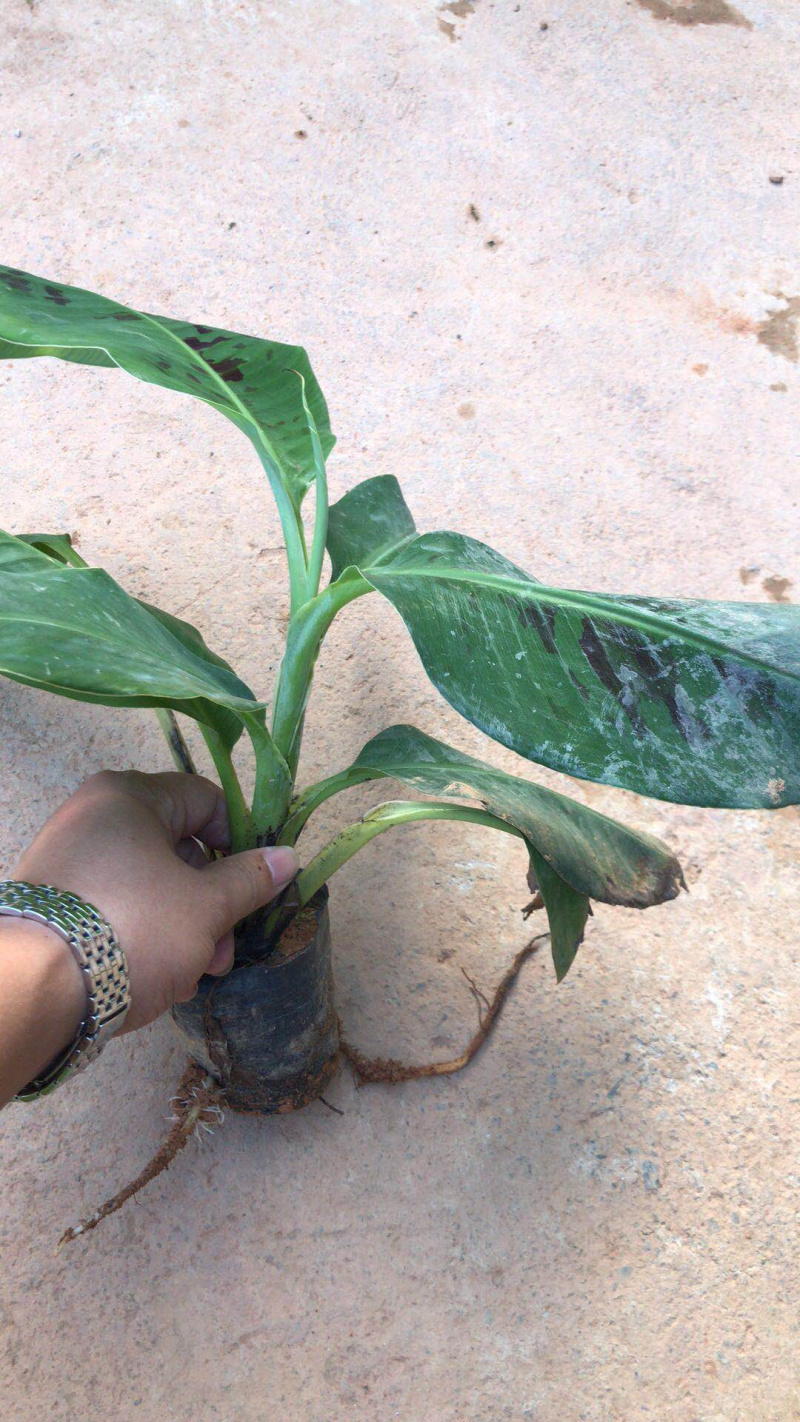 供应广东广西海南巴西香蕉苗威廉斯B6