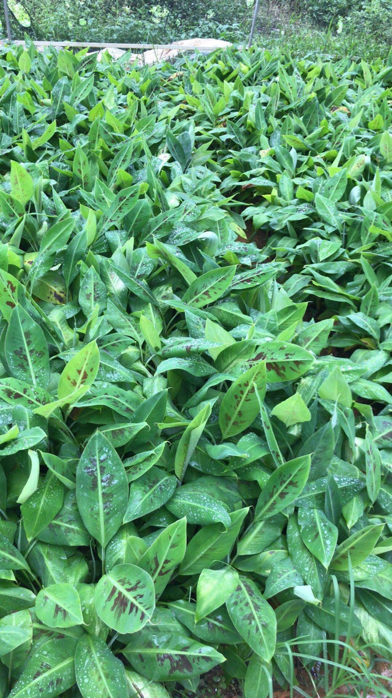 供应广东广西海南巴西香蕉苗威廉斯B6