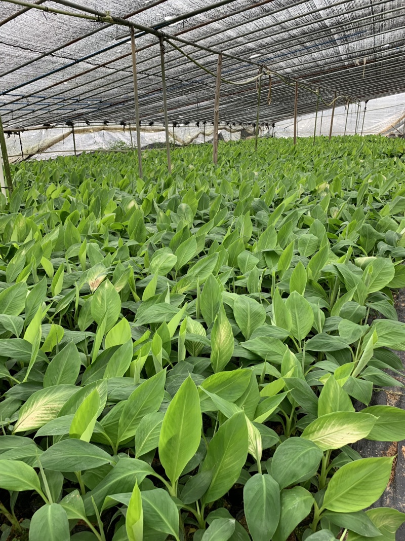 供应广东广西海南巴西香蕉苗威廉斯B6