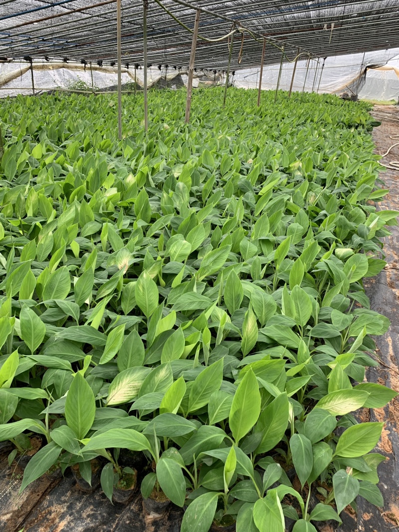 供应广东广西海南巴西香蕉苗威廉斯B6