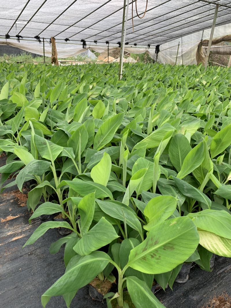 供应广东广西海南巴西香蕉苗威廉斯B6