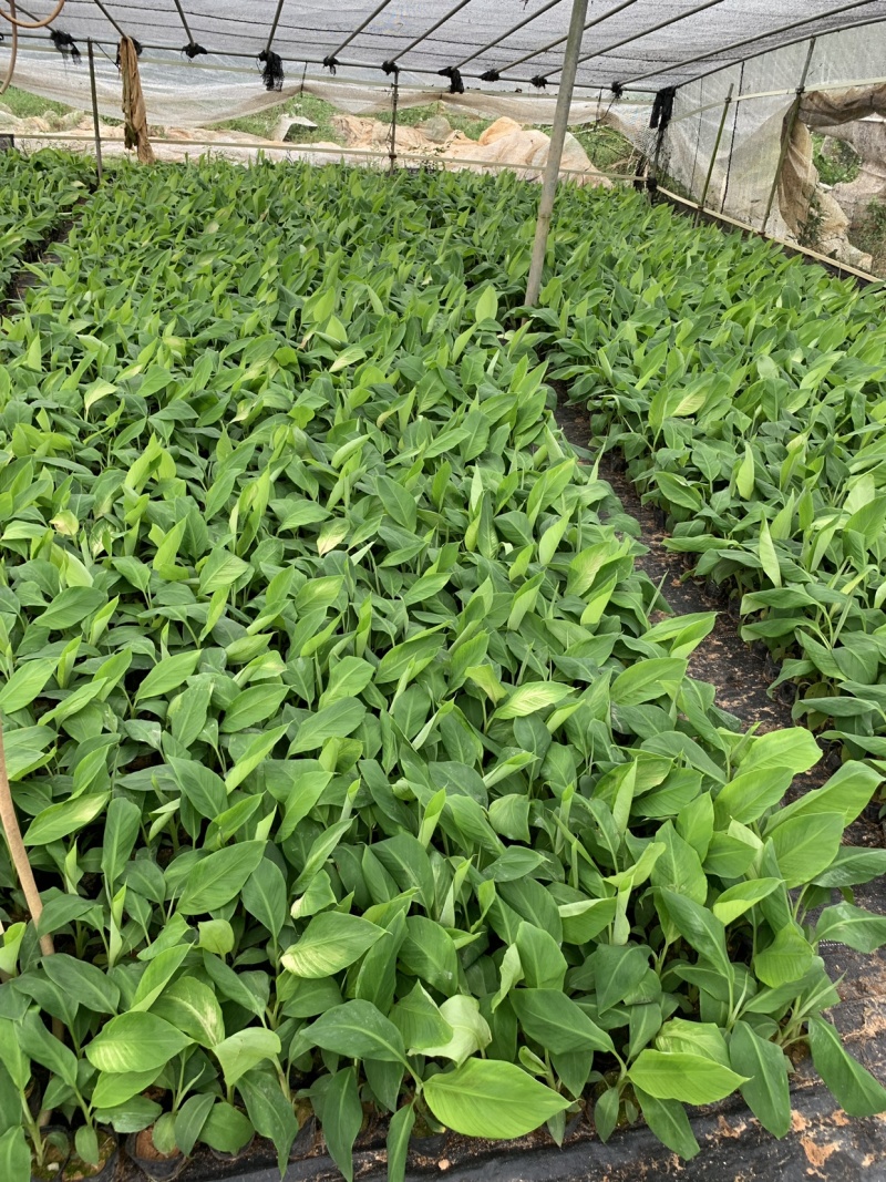 供应广东广西海南巴西香蕉苗威廉斯B6