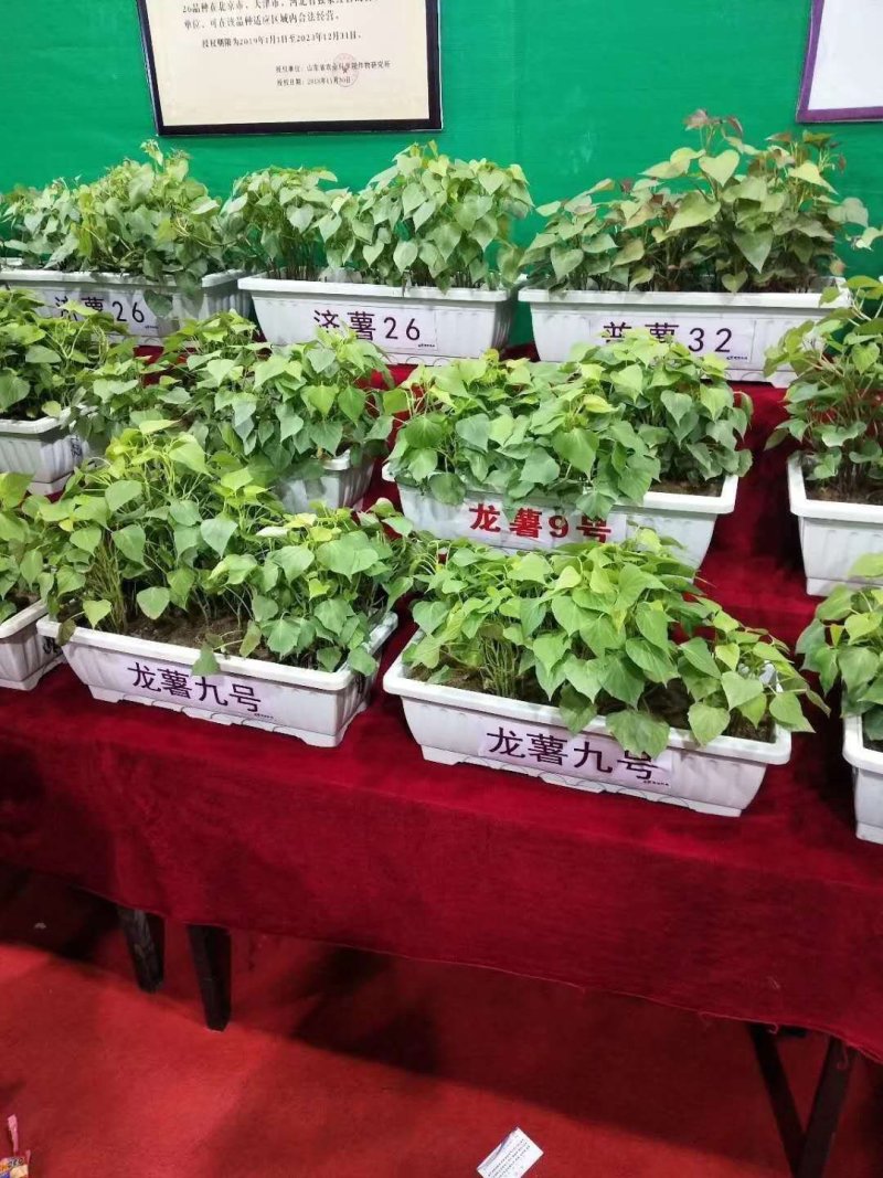 西瓜红。商薯19。龙薯9号