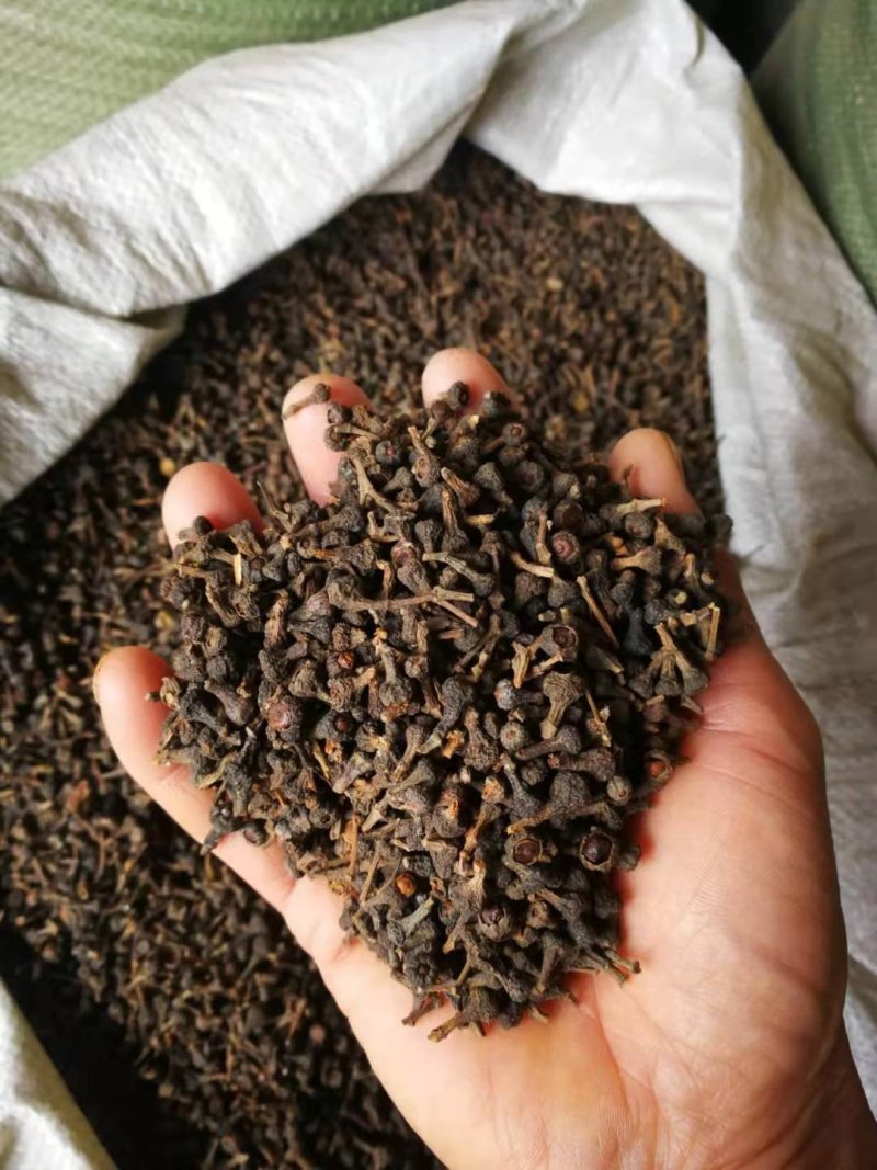 桂花籽，广西桂花籽量大从优，欢迎大家前来选购