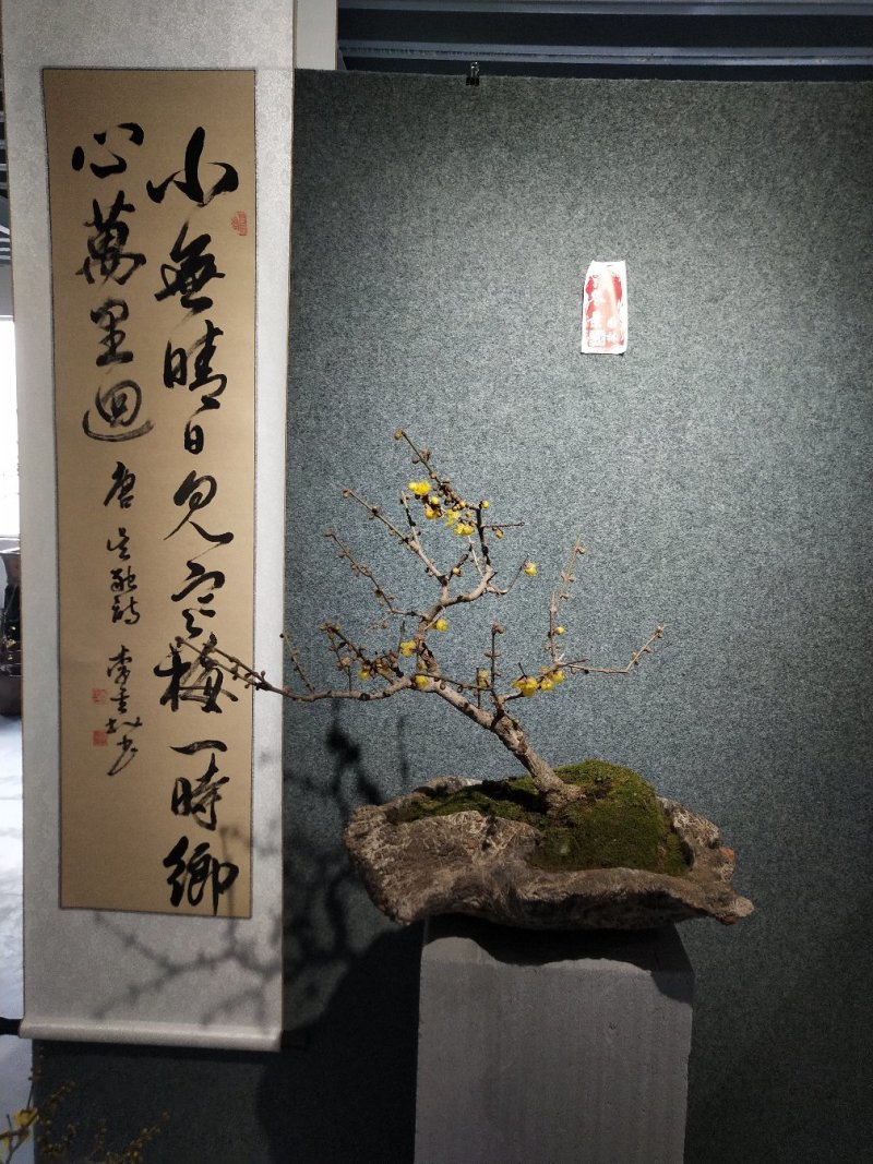 腊梅盆景，适合室内，办公室，等各种场所