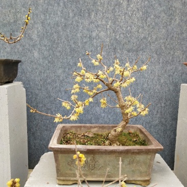 腊梅盆景，适合室内，办公室，等各种场所