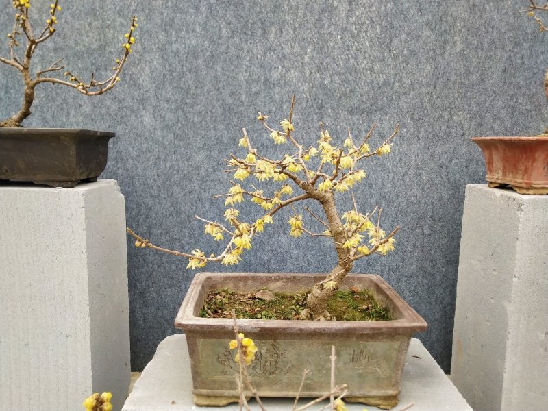 腊梅盆景，适合室内，办公室，等各种场所