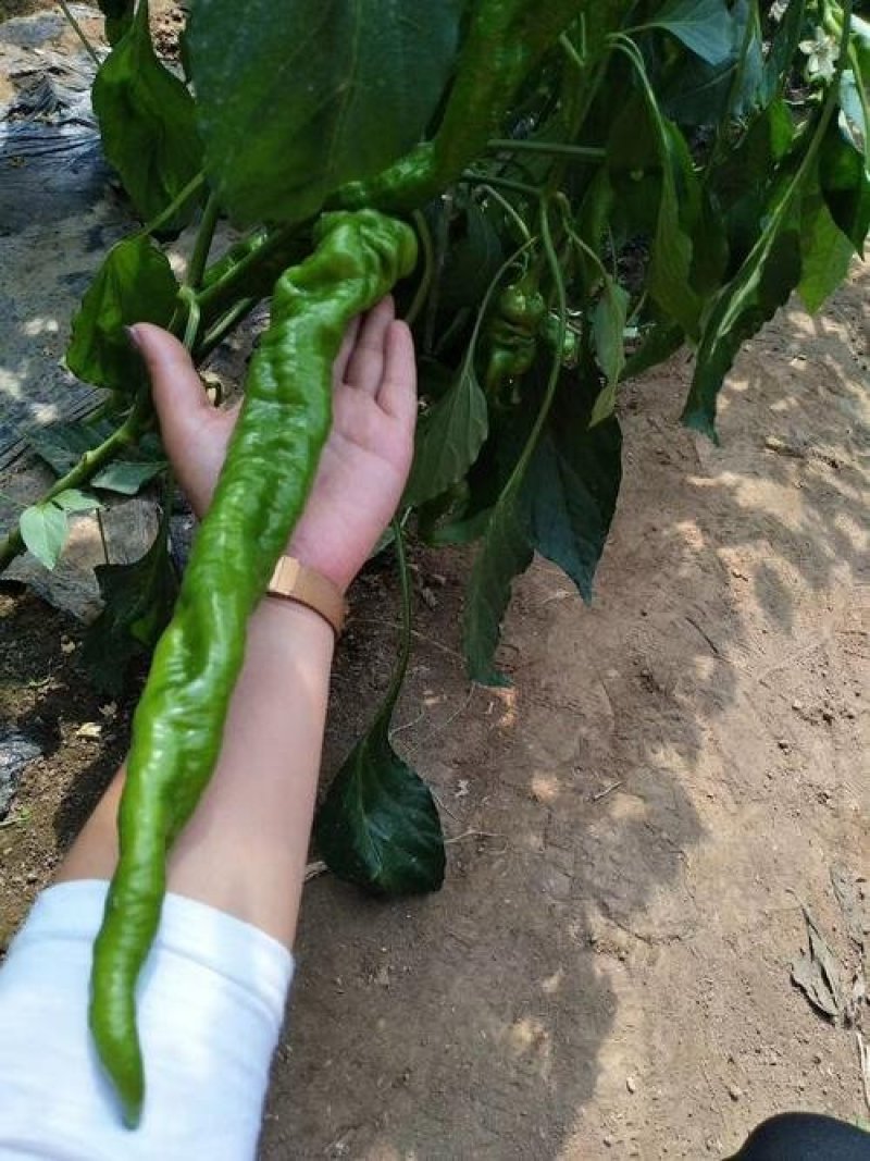 【大荔县螺丝椒】产地直发商超品质诚信经营可实地考察