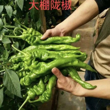 【大荔县螺丝椒】产地直发商超品质诚信经营可实地考察