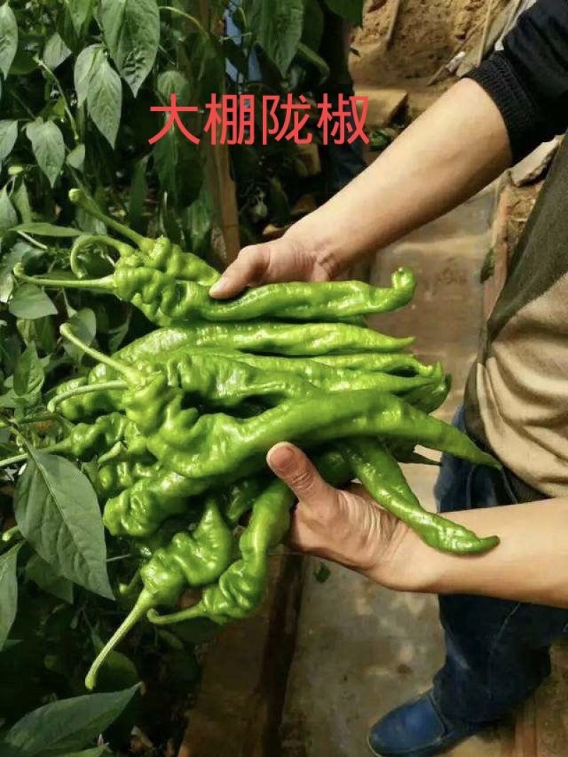 【大荔县螺丝椒】产地直发商超品质诚信经营可实地考察