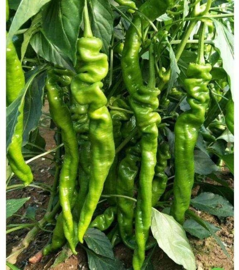 【大荔县螺丝椒】产地直发商超品质诚信经营可实地考察