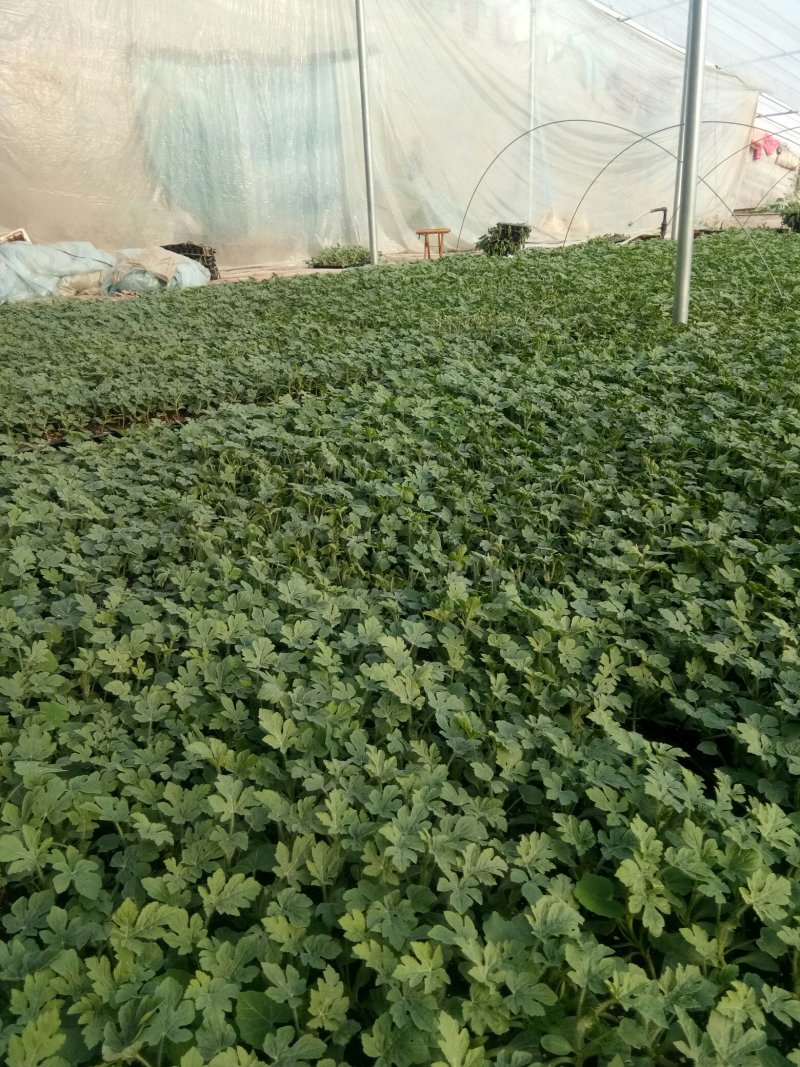 8424西瓜嫁接苗，成活率高，品质保证，大量有货，欢迎来电