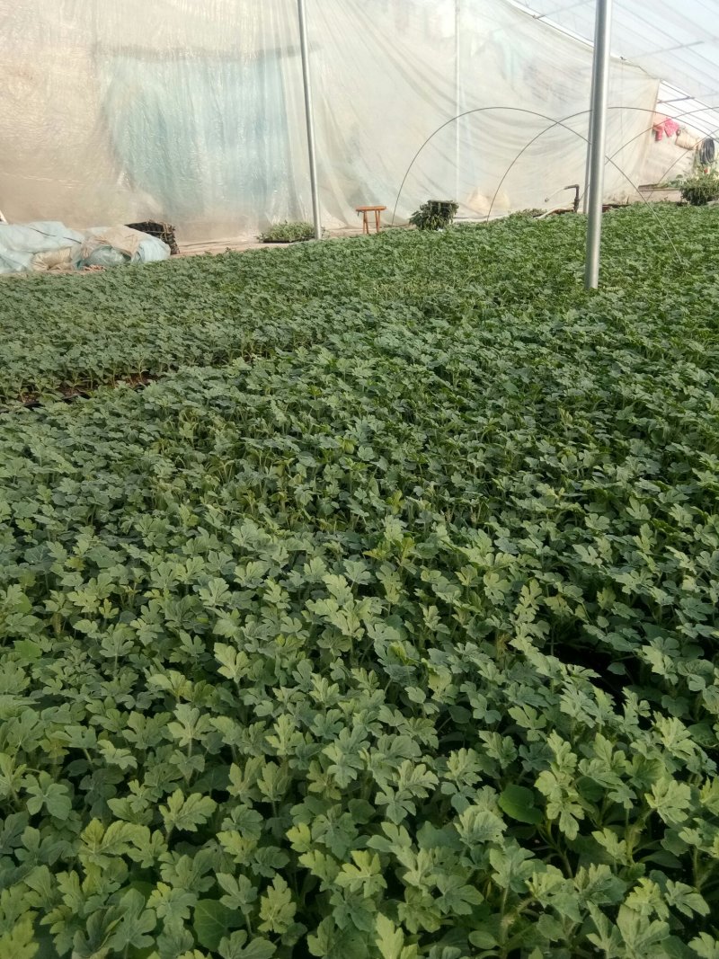 8424西瓜嫁接苗，成活率高，品质保证，大量有货，欢迎来电