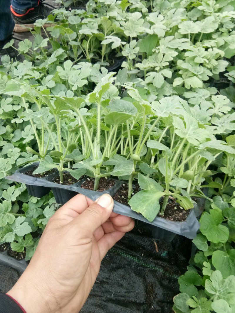 8424西瓜嫁接苗，成活率高，品质保证，大量有货，欢迎来电