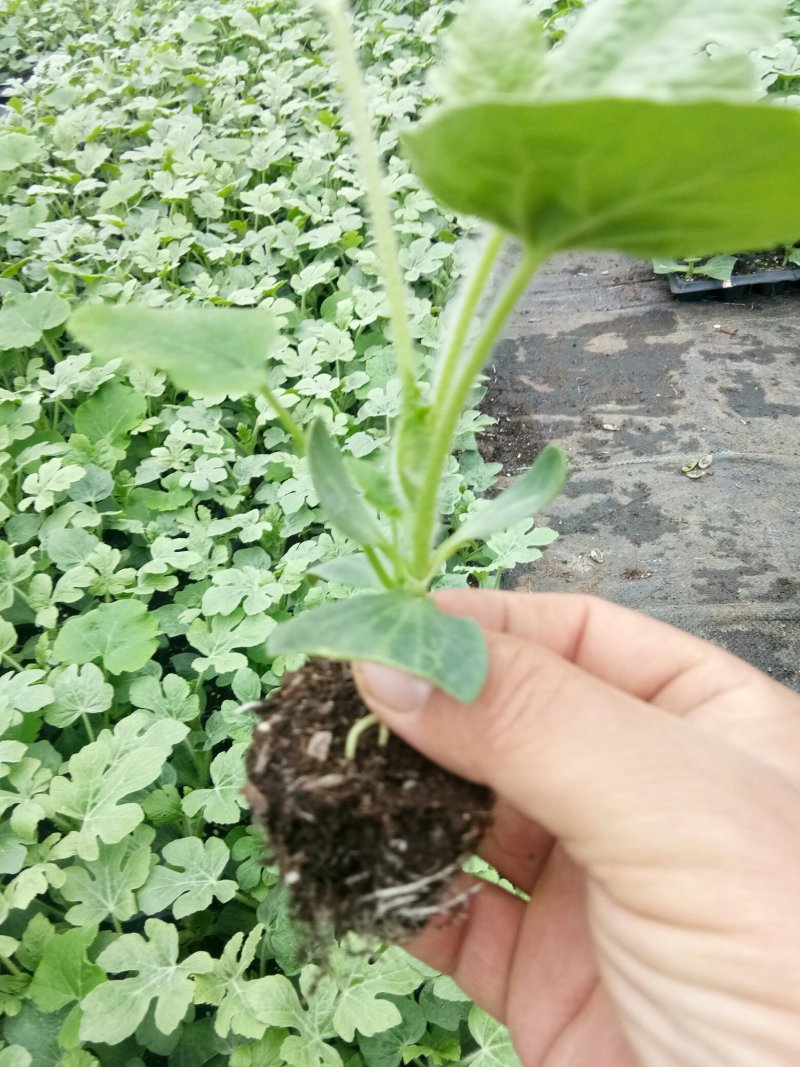 8424西瓜嫁接苗，成活率高，品质保证，大量有货，欢迎来电