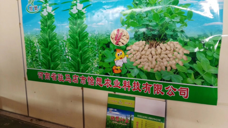 花生种子，怡想品牌，纯手工剥米，质量有保障
