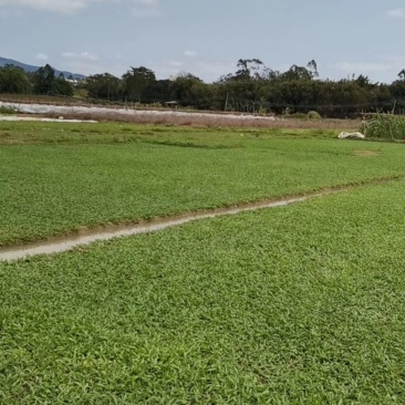 阿兰草场出售，大叶油草，台湾草