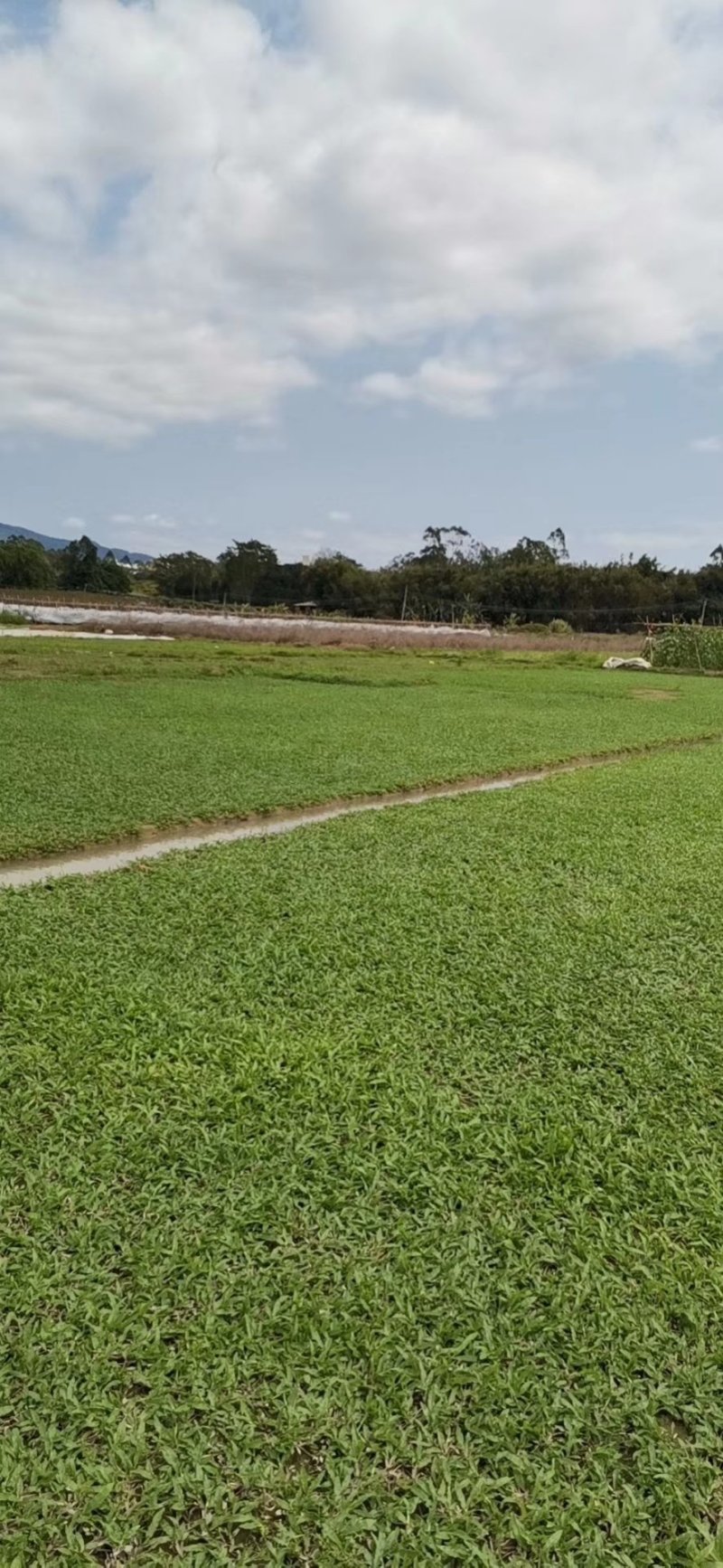 阿兰草场出售，大叶油草，台湾草