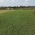 阿兰草场出售，大叶油草，台湾草
