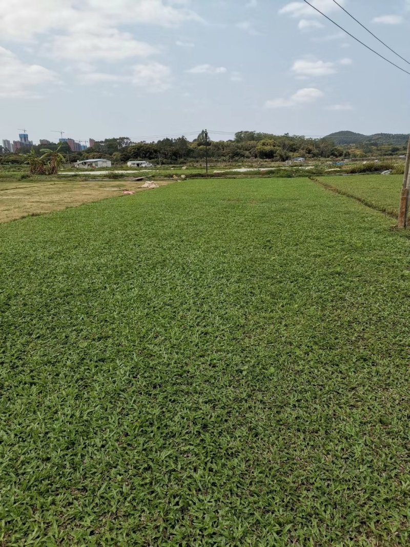 阿兰草场出售，大叶油草，台湾草