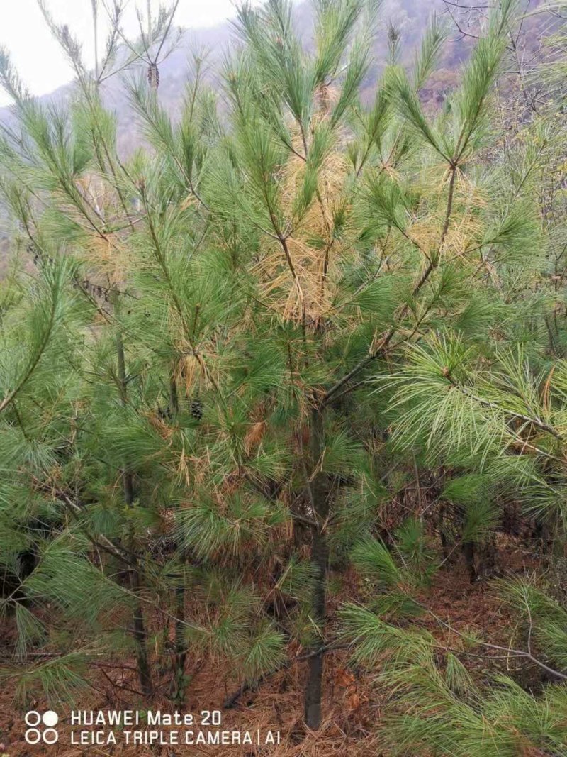 1.5米到3米华山松