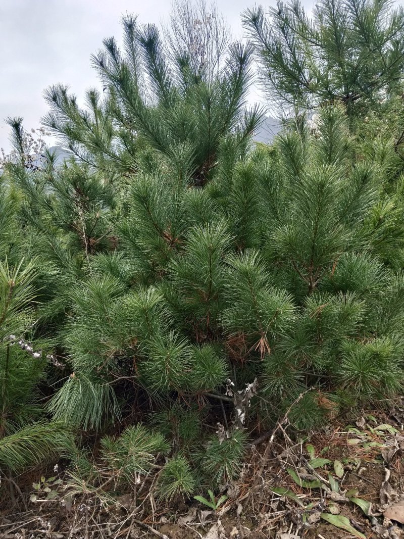 1.5米到3米华山松