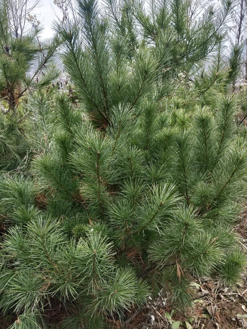 1.5米到3米华山松