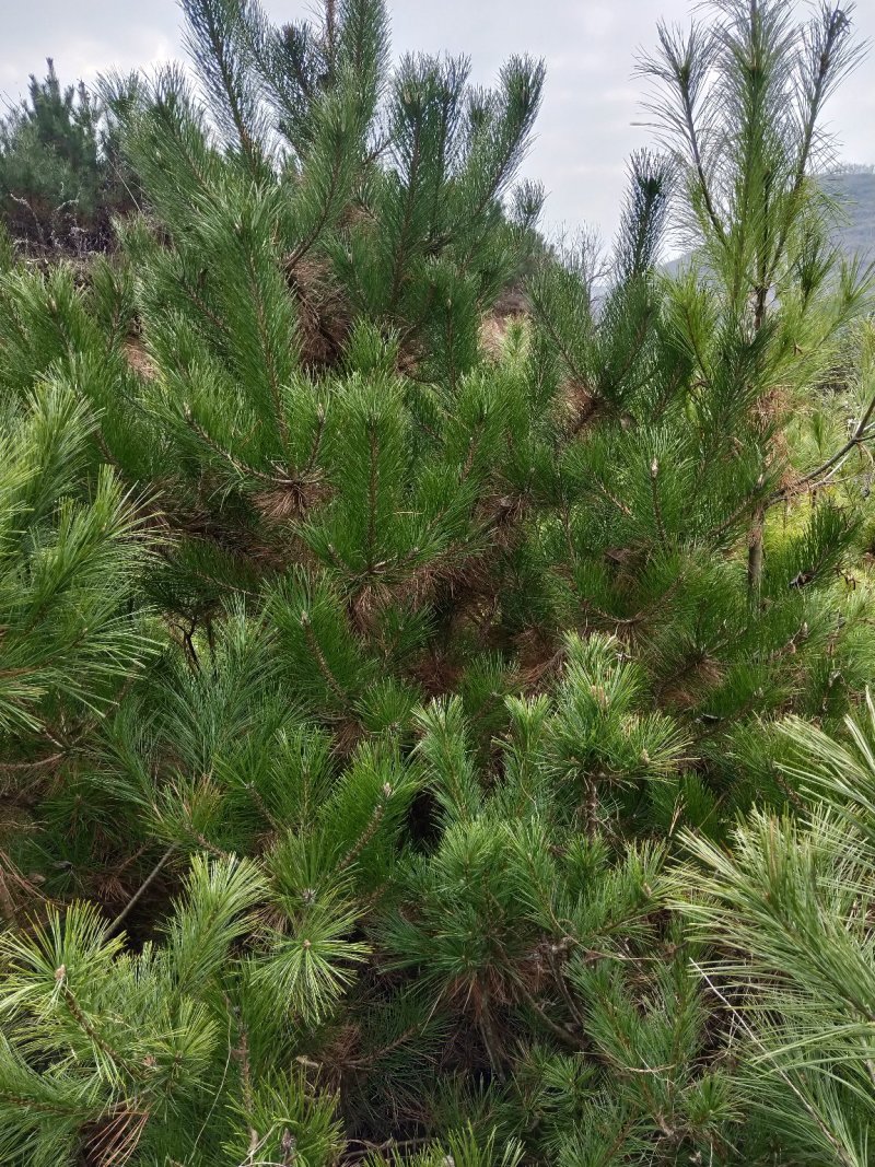 1.5米到3米华山松