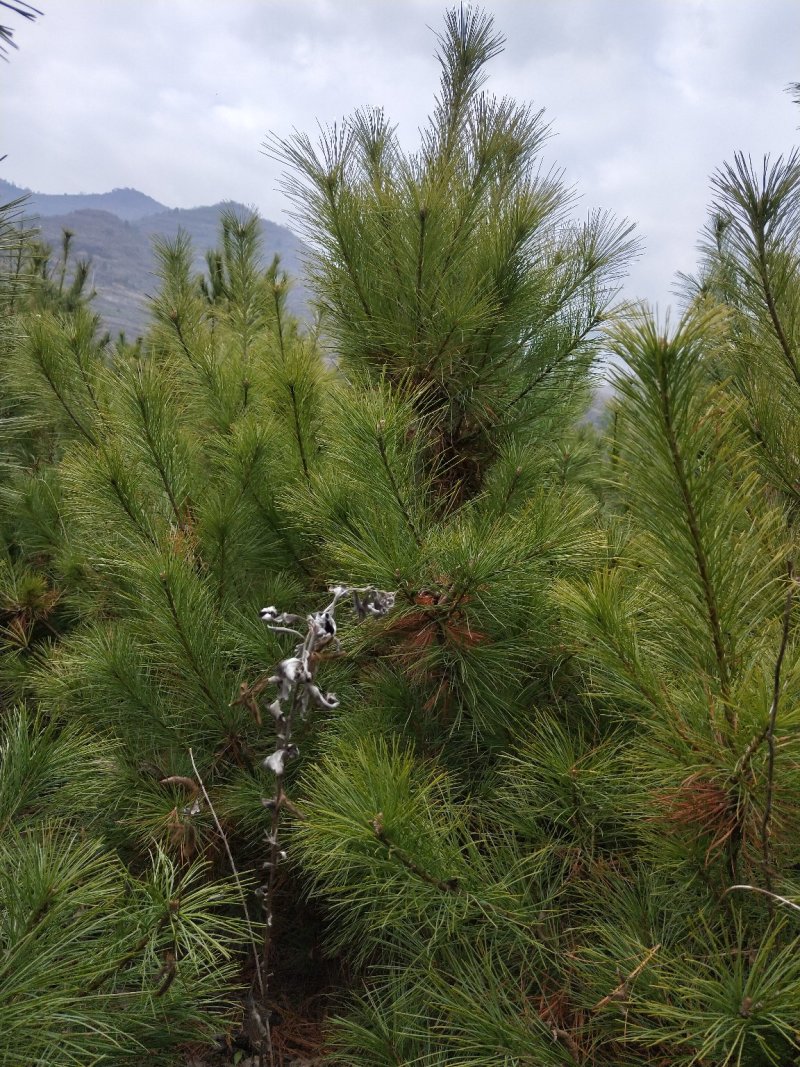 1.5米到3米华山松