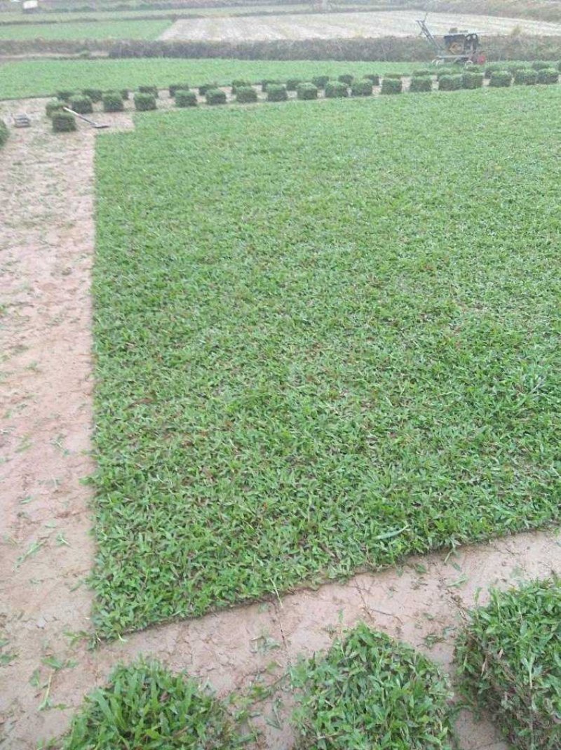 马尼拉草坪，大叶油草，台湾草，马尼拉草