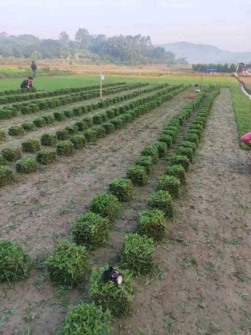 马尼拉草坪，大叶油草，台湾草，马尼拉草
