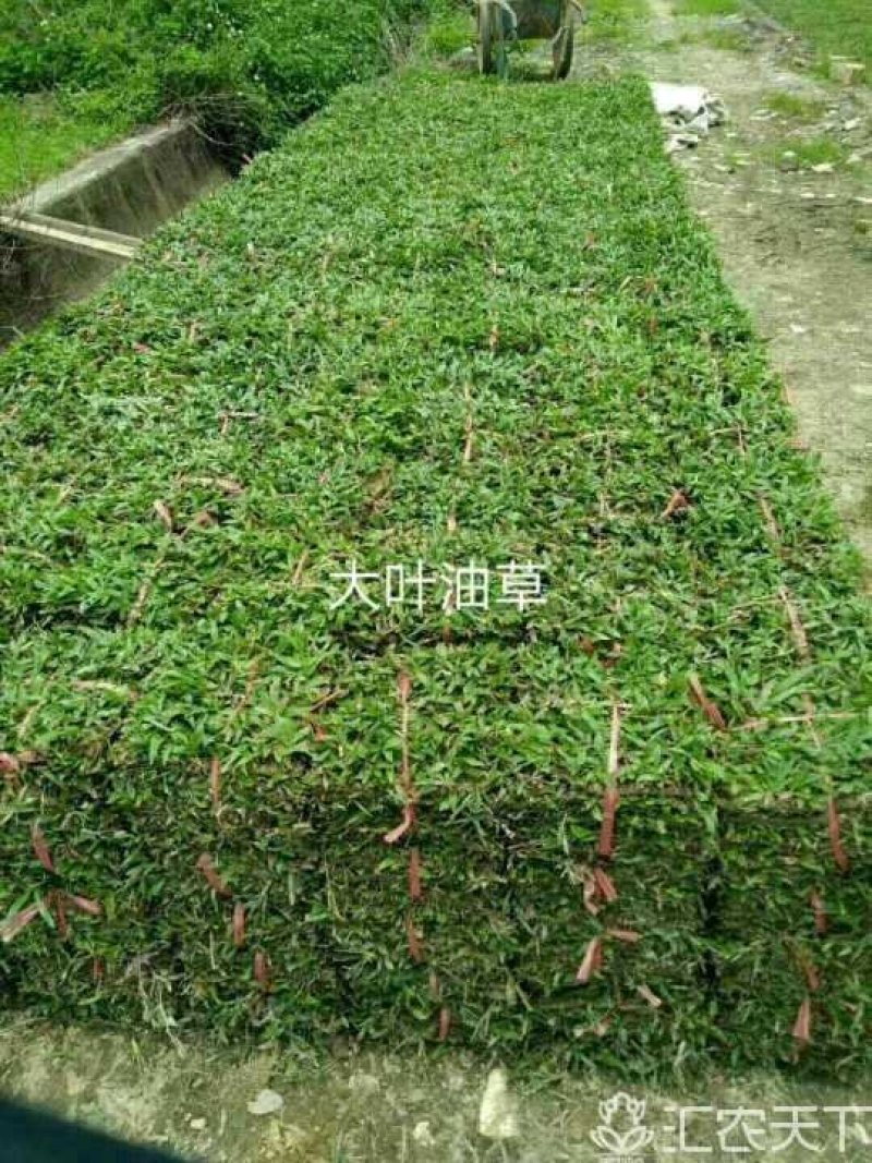 马尼拉草坪，大叶油草，台湾草，马尼拉草