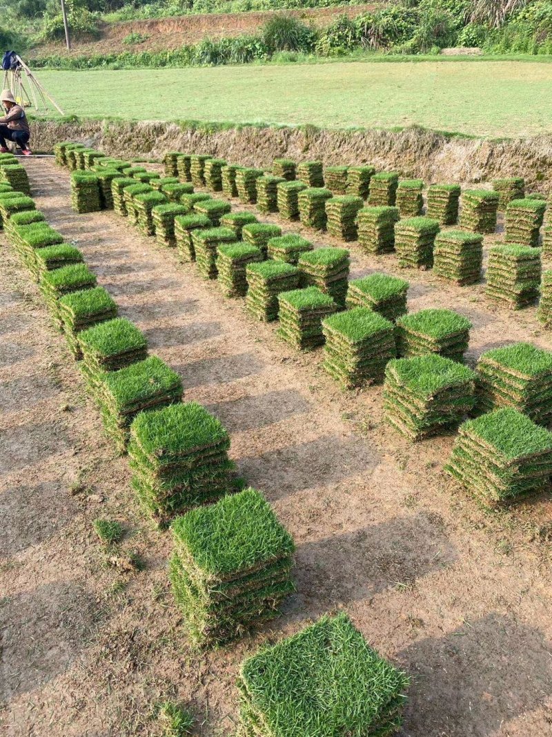 马尼拉草坪，大叶油草，台湾草，马尼拉草