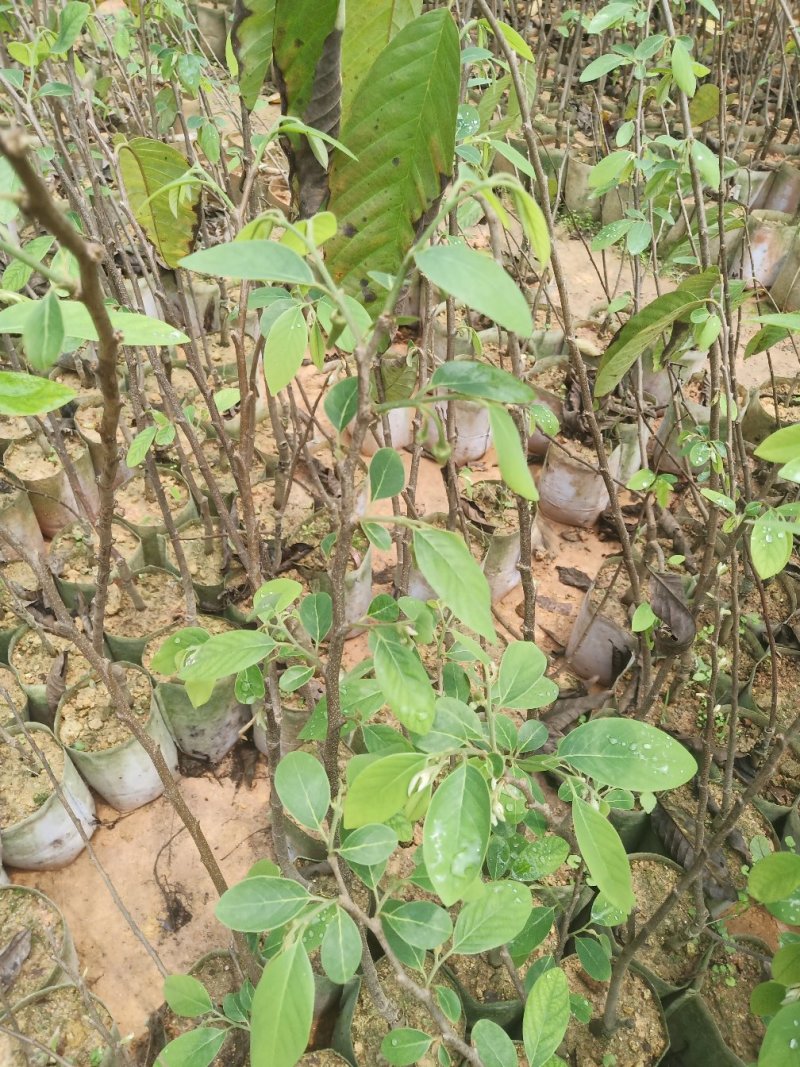 凤梨释迦果苗嫁接苗大果品种