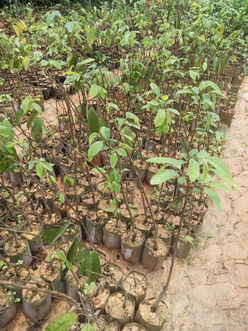 凤梨释迦果苗嫁接苗大果品种