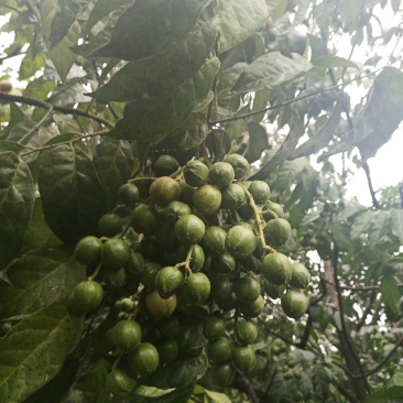 本园种植大量黄皮荔枝，欢迎订购