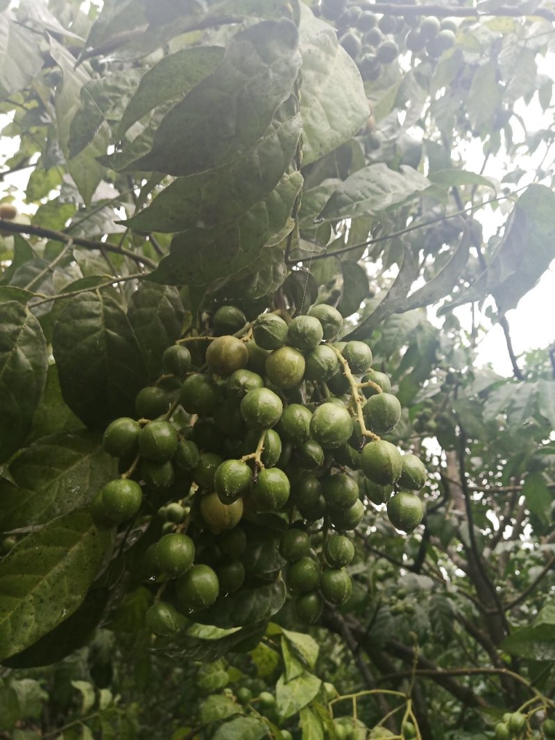 本园种植大量黄皮荔枝，欢迎订购