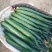 夏邑鲜黄瓜。嫁接亮条瓜。鲜花带/干花带刺刺绿肉基地直供