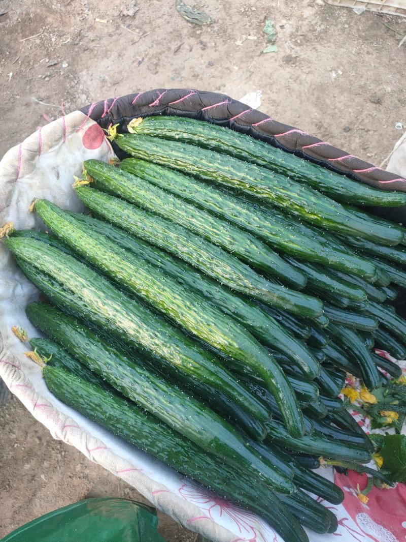 夏邑鲜黄瓜。嫁接亮条瓜。鲜花带/干花带刺刺绿肉基地直供