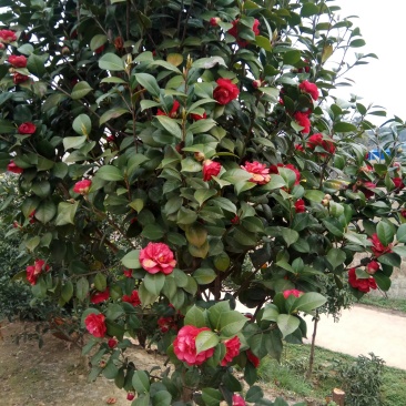 香缘花卉基地大量供应各种绿化苗木。